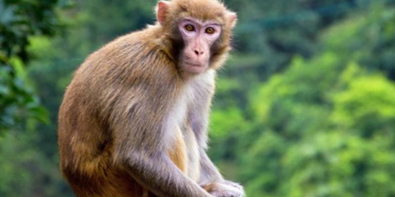 Nằm mơ thấy khỉ có ý nghĩa gì?